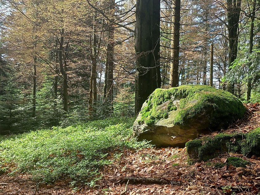 Stiller Wald Rusel, Naturfriedhof Rusel, Friedwald Rusel, Ruhewald Rusel, Begräbniswald Rusel, Deggendorf, Niederbayern, Naturpark Bayerischer Wald, Baumgrabstätte, Felsbrocken, Felsblöcke, Baumriesen, Mischwald