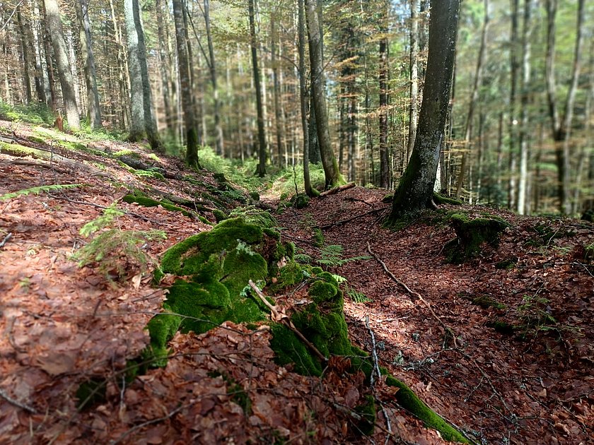 Stiller Wald Rusel, Naturfriedhof Rusel, Friedwald Rusel, Ruhewald Rusel, Begräbniswald Rusel, Deggendorf, Niederbayern, Naturpark Bayerischer Wald, Baumgrabstätte, Felsbrocken, Felsblöcke, Moos, Ruselkanal, Schwemmkanal, Mischwald