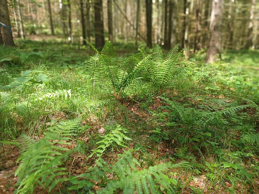 Stiller Wald Rusel, Naturfriedhof Rusel, Friedwald Rusel, Ruhewald Rusel, Begräbniswald Rusel, Deggendorf, Niederbayern, Naturpark Bayerischer Wald, Baumgrabstätte, Farn, Felsbrocken, Felsblöcke