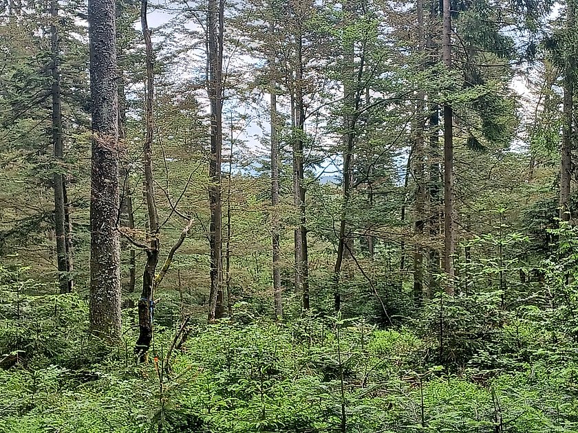 Stiller Wald Rusel, Naturfriedhof Rusel, Friedwald Rusel, Ruhewald Rusel, Begräbniswald Rusel, Deggendorf, Niederbayern, Naturpark Bayerischer Wald, Baumgrabstätte, Heidelbeeren, Baumriesen, Mischwald