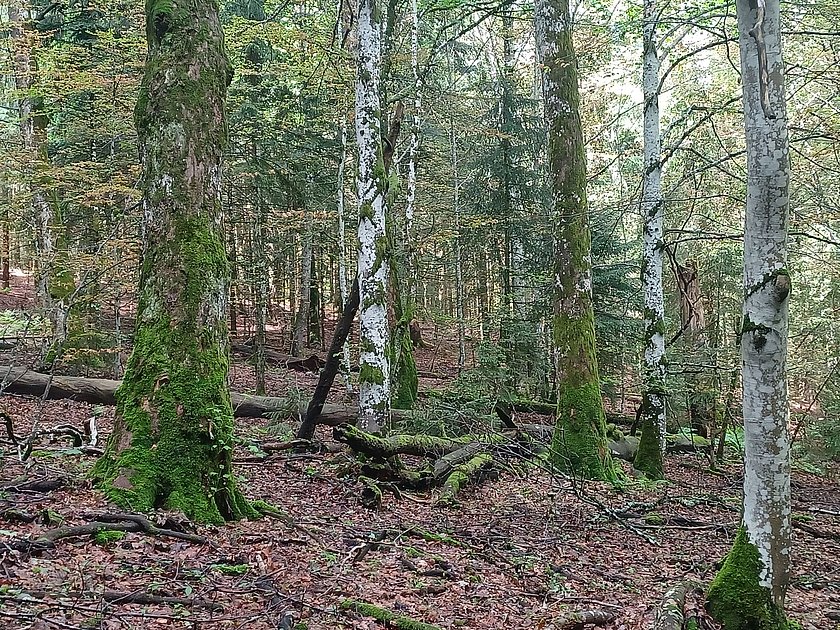 Stiller Wald Rusel, Naturfriedhof Rusel, Friedwald Rusel, Ruhewald Rusel, Begräbniswald Rusel, Deggendorf, Niederbayern, Naturpark Bayerischer Wald, Baumgrabstätte, Felsbrocken, Felsblöcke, Moos, Ahorn, Buchen, Mischwald